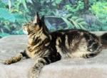 Pure Main Coon - Maine Coon Cat For Sale - FL, US