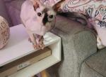 Ava - Sphynx Cat For Sale/Service - King, NC, US
