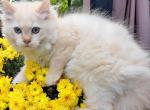 Flame Mink Male ragdoll - Ragdoll Cat For Sale - Minerva, OH, US