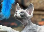 Granger - Sphynx Kitten For Sale - 
