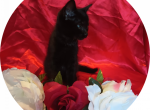 Daphne - Domestic Cat For Adoption - Covington, KY, US