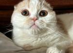 Hammer - Scottish Fold Cat For Sale - Los Angeles, CA, US