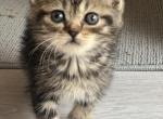 Mia - Scottish Straight Kitten For Sale - Miami, FL, US