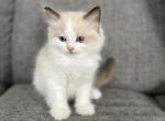 Fluffy Ball Pink - Ragdoll Cat For Sale - NC, US