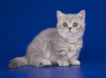 Ilva munchkin standard blue tabby baby girl - Munchkin Cat For Sale - CA, US