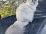 Galaktika - Siberian Cat For Sale/Retired Breeding - Melbourne, FL, US