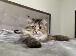 Kistochka - Siberian Cat For Sale - Melbourne, FL, US