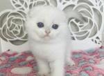 ATHOS male shorthair - Scottish Fold Cat For Sale - Sunnyvale, CA, US