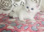 ARAMIS male shorthair - Scottish Straight Cat For Sale - Sunnyvale, CA, US