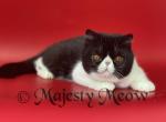 Teon - Exotic Cat For Sale - Yucca Valley, CA, US