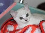 Snowball - British Shorthair Cat For Sale - Bethesda, MD, US