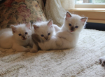 September Litter coming - Ragdoll Kitten For Sale - St. Louis, MO, US