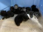 Hecate H4 litter - Maine Coon Cat For Sale - Buford, GA, US