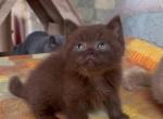 Vanda - British Shorthair Cat For Sale - Hollywood, FL, US