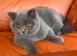 Bentley - British Shorthair Cat For Sale - Hollywood, FL, US