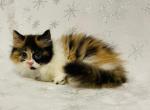 Kira - Minuet Cat For Sale - Hollywood, FL, US