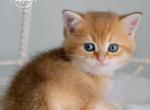 Litter C - British Shorthair Cat For Sale - Yorktown, VA, US