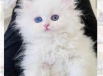 CFA Registered doll face - Persian Cat For Sale - Discovery Bay, CA, US
