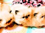 Himalayan Kittens September - Himalayan Cat For Sale - Lincoln, NE, US