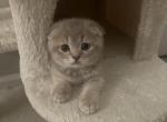 Scottish Fold Orange Boy - Scottish Fold Cat For Sale - San Jose, CA, US