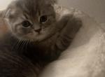 Scottish Fold Tabby Boy - Scottish Fold Cat For Sale - San Jose, CA, US