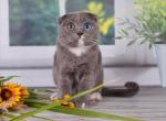 Xavron - Scottish Fold Cat For Sale - Hollywood, FL, US