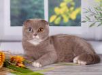 Xavier - Scottish Fold Cat For Sale - Hollywood, FL, US