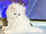 Jojo - Persian Cat For Sale - Discovery Bay, CA, US