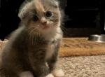 Almond - Scottish Fold Cat For Sale - WI, US