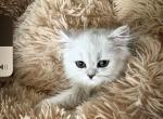 Daisy - Persian Cat For Sale - Discovery Bay, CA, US