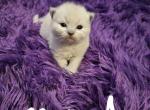 Ragdoll mink kittens - Ragdoll Kitten For Sale - Jacksonville, NC, US