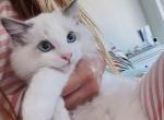 Dior - Ragdoll Cat For Sale - Huntington Beach, CA, US