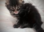 Buzz Male Maine Coon - Maine Coon Cat For Sale - Waukesha, WI, US