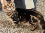 Mustang - Bengal Cat For Sale - 