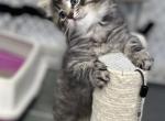 Leo - Siberian Kitten For Sale - Andover, MA, US