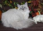 XYLINA IZ TVERSKOGO KNYAZHESTVA - Siberian Cat For Sale - NY, US