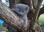 Mayo - Scottish Fold Kitten For Sale - Nashville, TN, US