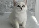 Burmese Burmilla Silver British Shorthair hybrid - Burmese Kitten For Sale - 