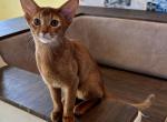 Hitman - Abyssinian Cat For Sale - Odesa, Odessa Oblast, UA