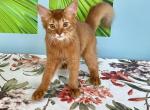 Deanna - Somali Cat For Sale - Odesa, Odessa Oblast, UA