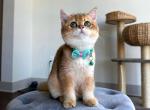 Kiko - British Shorthair Cat For Sale - Indianapolis, IN, US