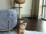 Robi - British Shorthair Cat For Sale - Fairfax, VA, US