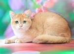 Baron - Brazilian Shorthair Cat For Sale - Los Angeles, CA, US