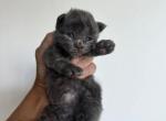 Litter P New photos - Maine Coon Kitten For Sale - Marco Island, FL, US