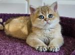 Boss - British Shorthair Cat For Sale - NY, US