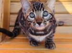 William - Bengal Cat For Sale - Miami, FL, US