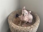 Female elf - Sphynx Cat For Sale - Brooklyn, NY, US