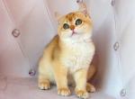 Effe male golden shaded ny12 - British Shorthair Cat For Sale - Los Angeles, CA, US