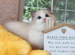 1 Blue bicolor boy - Ragdoll Cat For Sale - Fontana, CA, US