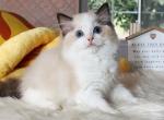 Perfect seal bicolor female - Ragdoll Cat For Sale - Fontana, CA, US